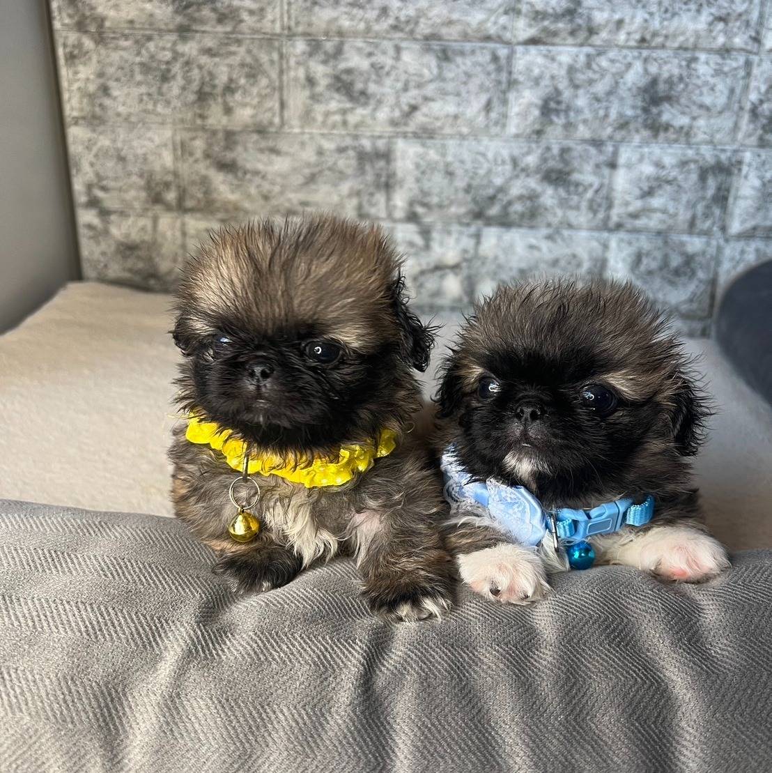 ペキニーズ　ご家族様が決まりました。