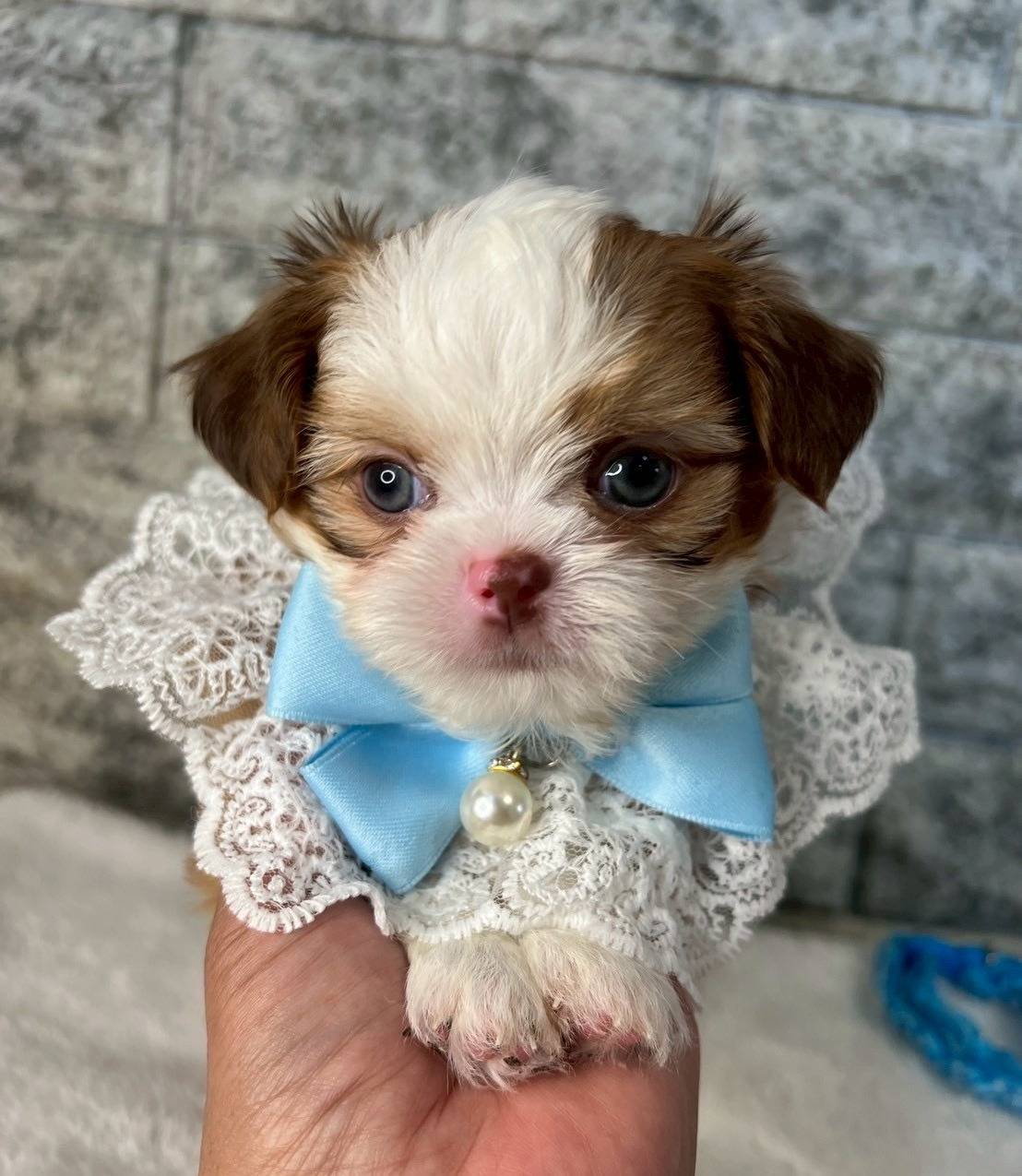 チワシーズー（チワワ×シーズー）ご家族様が決まりました