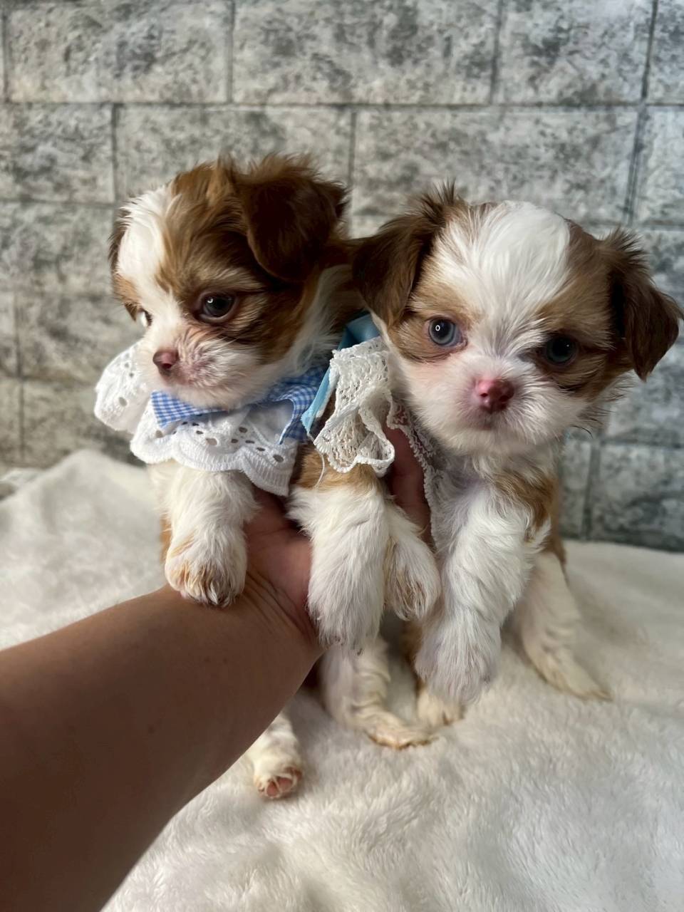 チワシーズー（チワワ×シーズー）ご家族様が決まりました