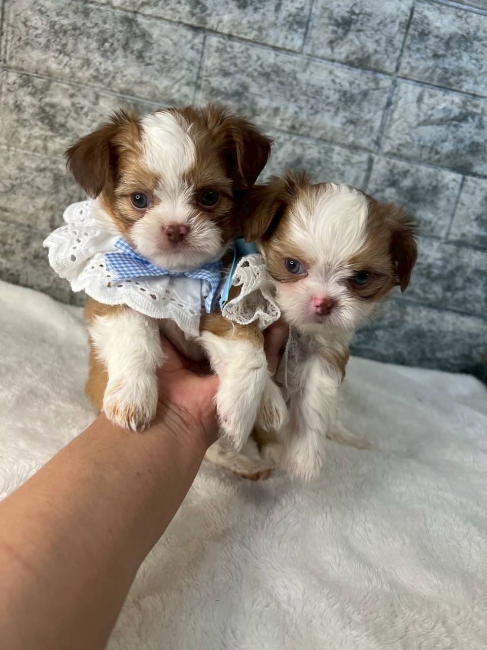 チワシーズー（チワワ×シーズー）ご家族様決まりました。