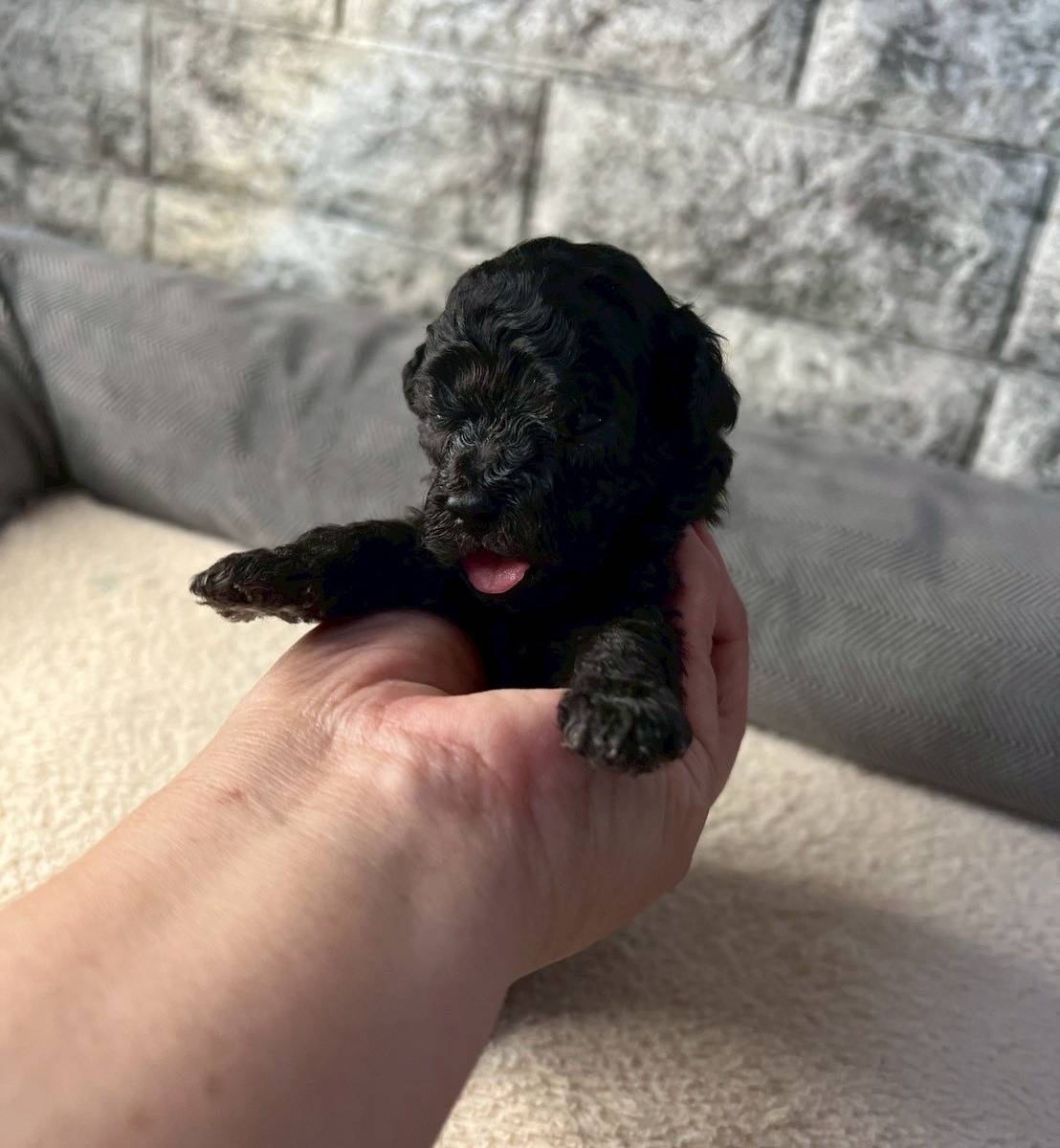 トイプードル　ご家族さま募集しております。