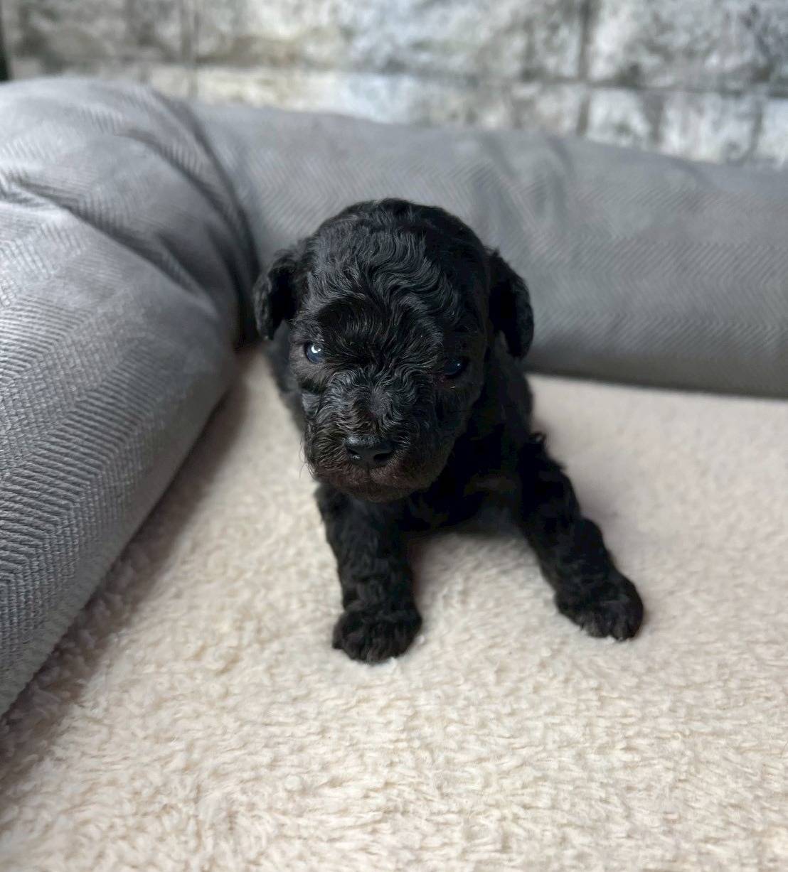 トイプードル　ご家族さま募集しております。