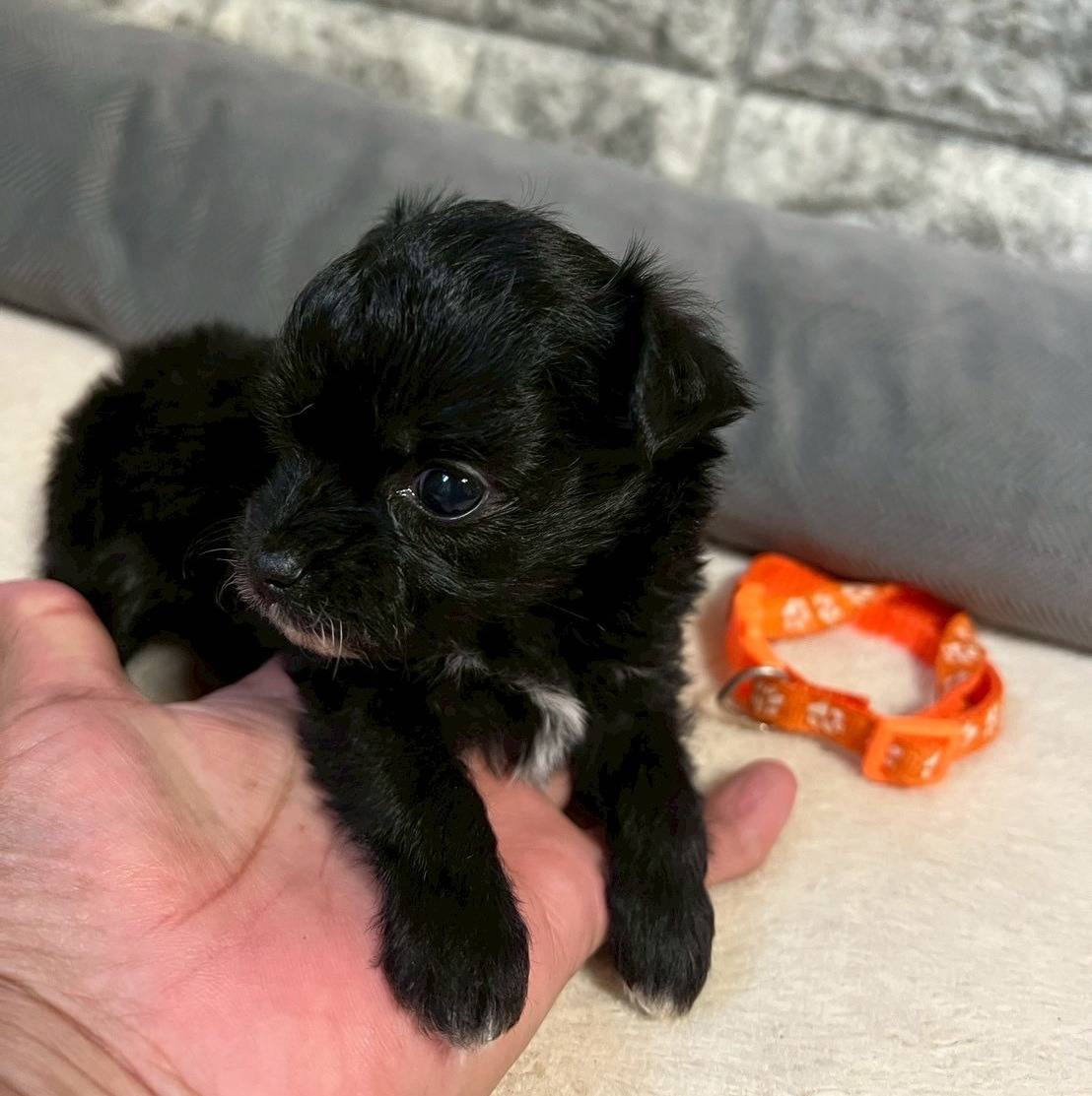 チワプー（チワワ×トイプードル）ご家族様が決まりました。