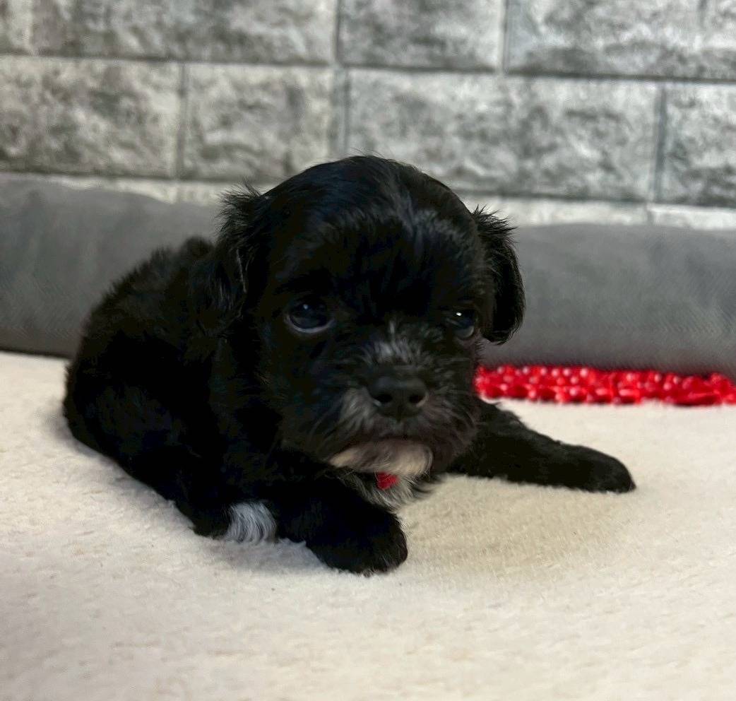 チワプー（チワワ×トイプードル）ご家族様が決まりました。