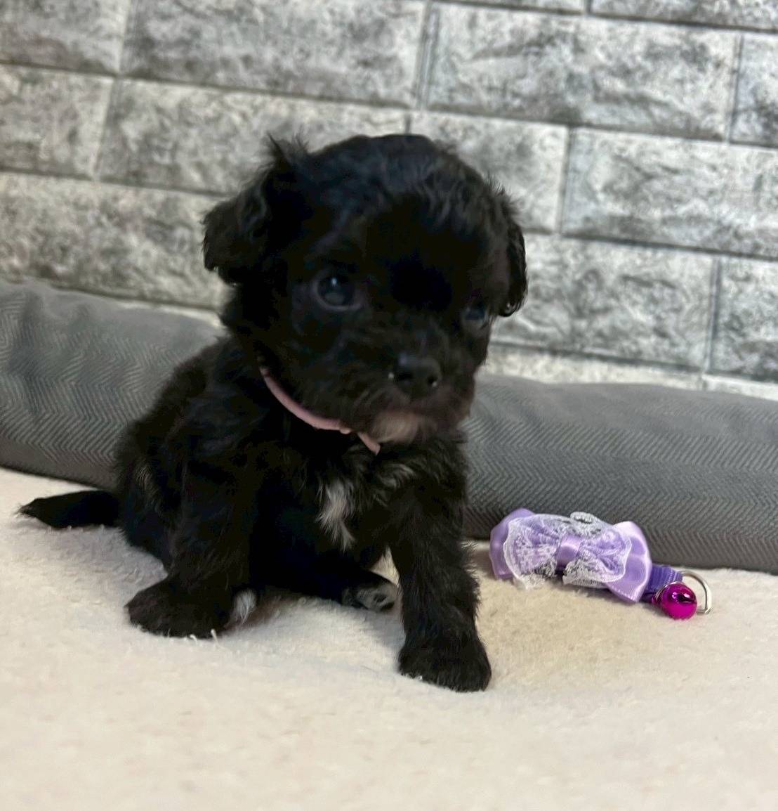 チワプー（チワワ×トイプードル）ご家族様が決まりました。