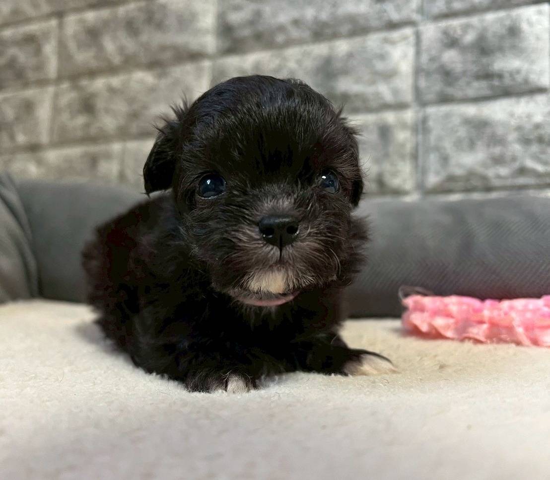 チワプー（チワワ×トイプードル）ご家族様が決まりました。