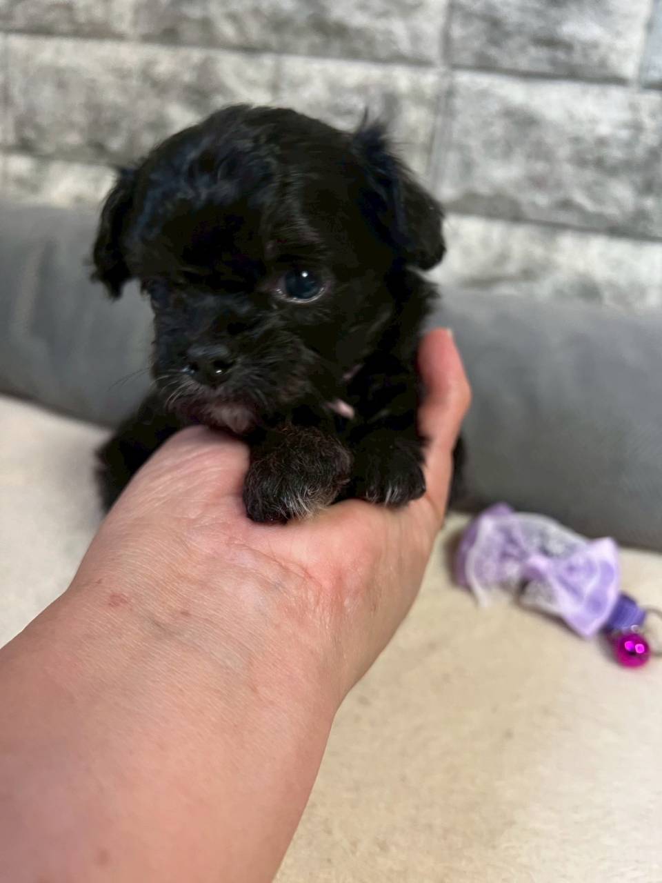 チワプー（チワワ×トイプードル）ご家族様が決まりました。