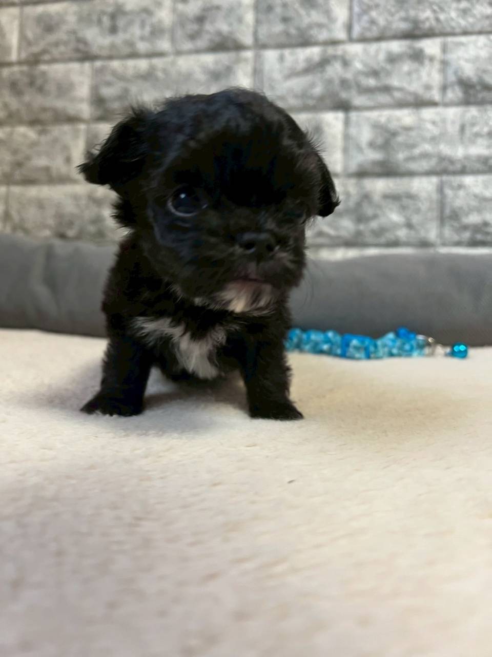 チワプー（チワワ×トイプードル）ご家族様が決まりました。