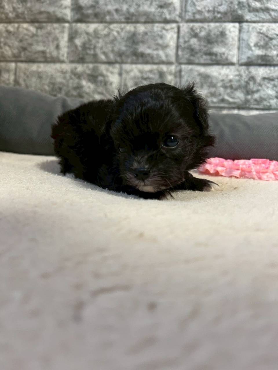 チワプー（チワワ×トイプードル）ご家族様が決まりました。