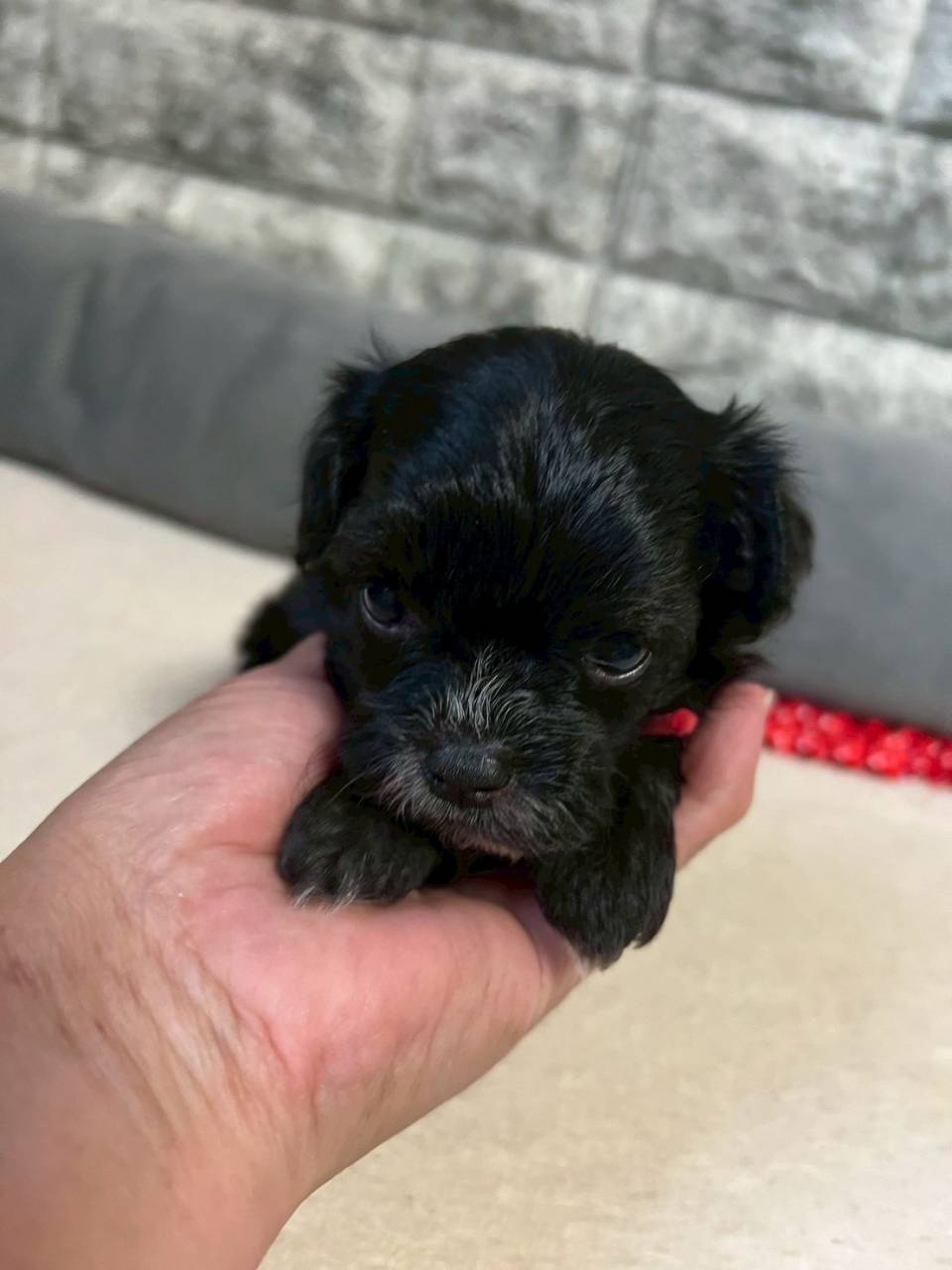 チワプー（チワワ×トイプードル）ご家族様が決まりました。