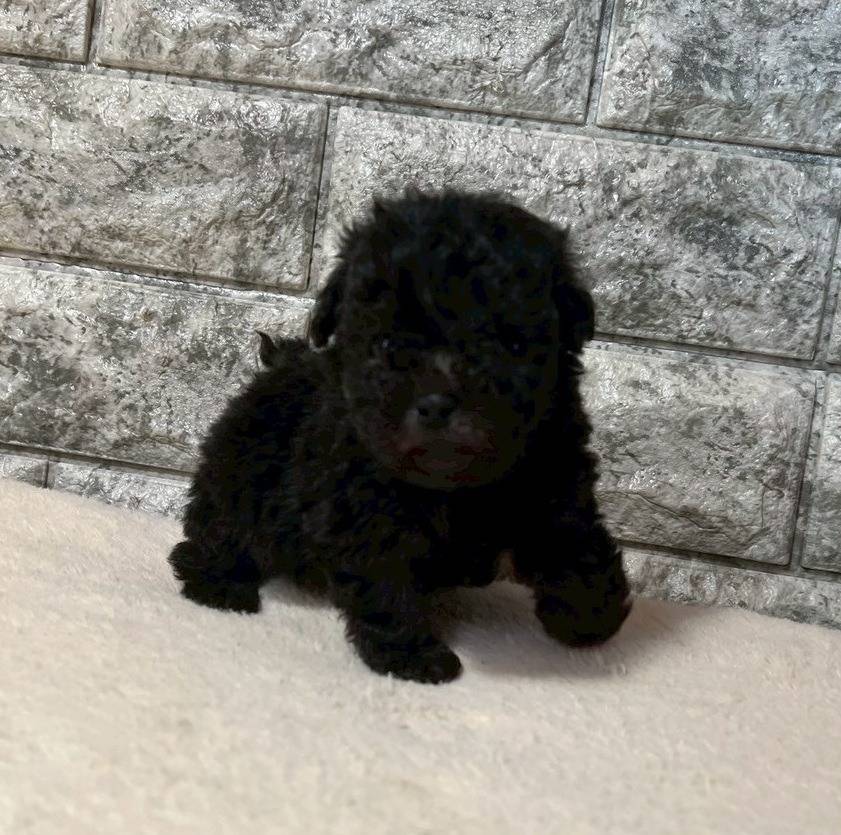 トイプードル　ご家族さま募集しております。