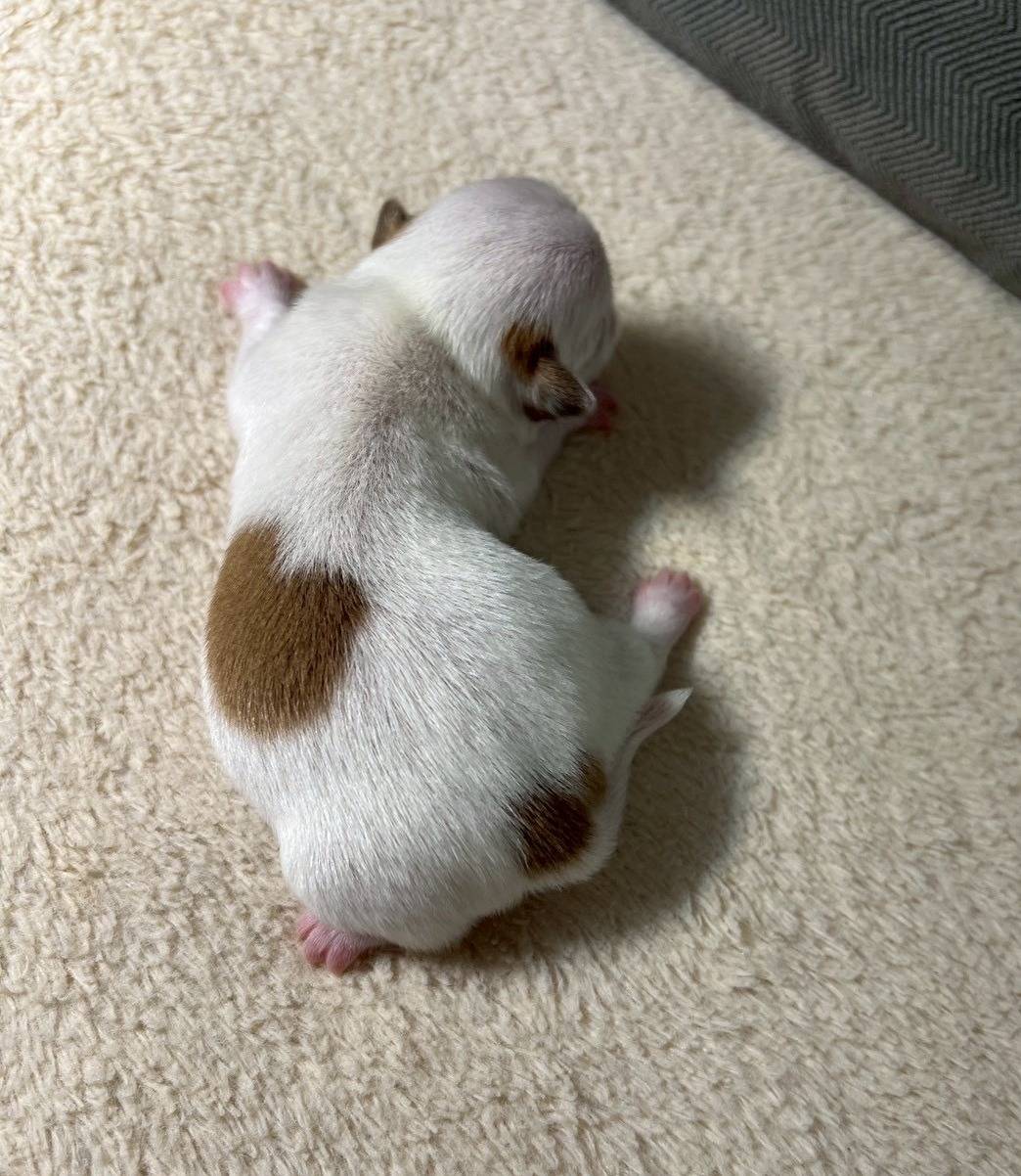 チワワ（スムース）ご家族様が決まりました