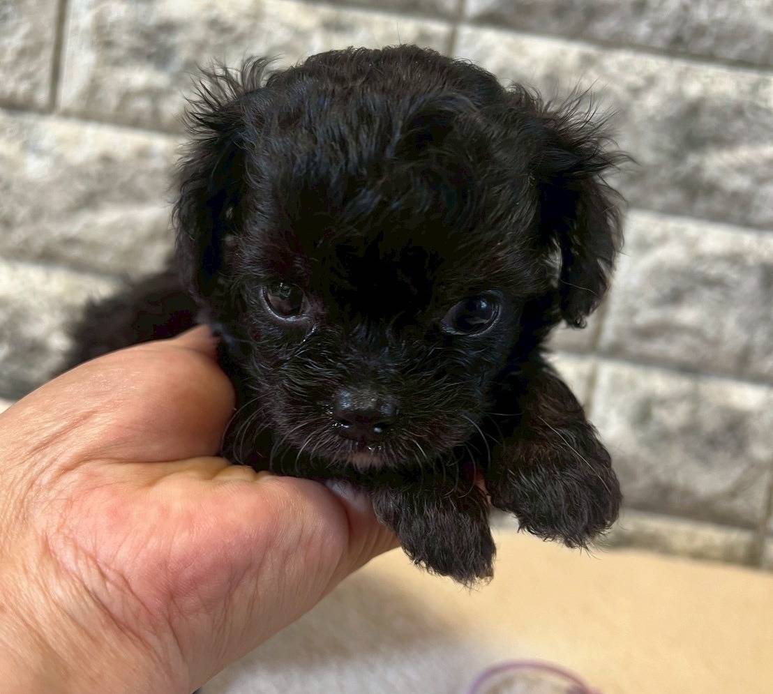 チワプー（チワワ×トイプードル）ご家族様が決まりました。