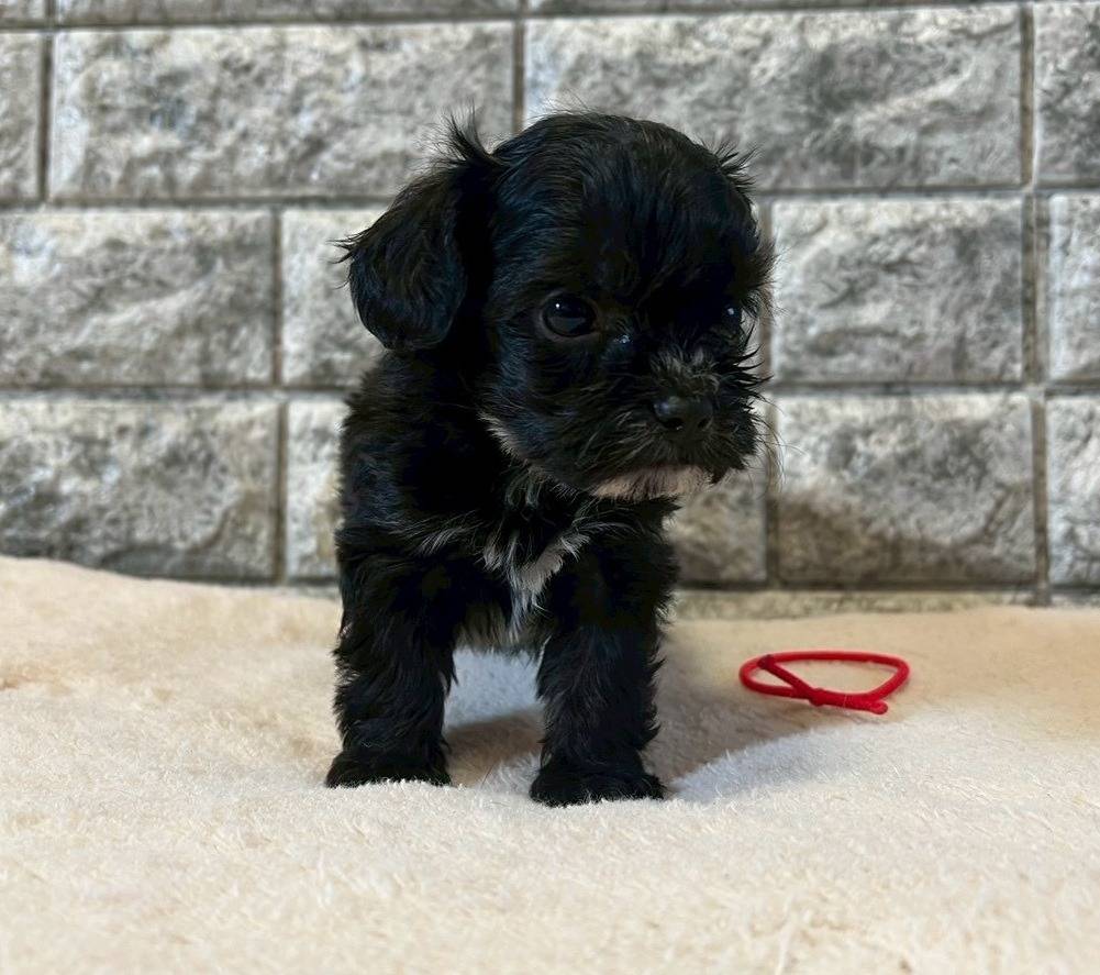 チワプー（チワワ×トイプードル）ご家族様が決まりました。