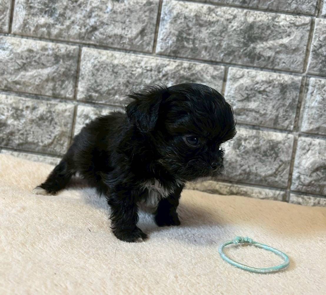 チワプー（チワワ×トイプードル）ご家族様が決まりました。