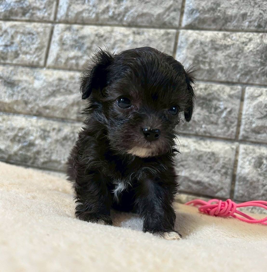 チワプー（チワワ×トイプードル）ご家族様が決まりました。