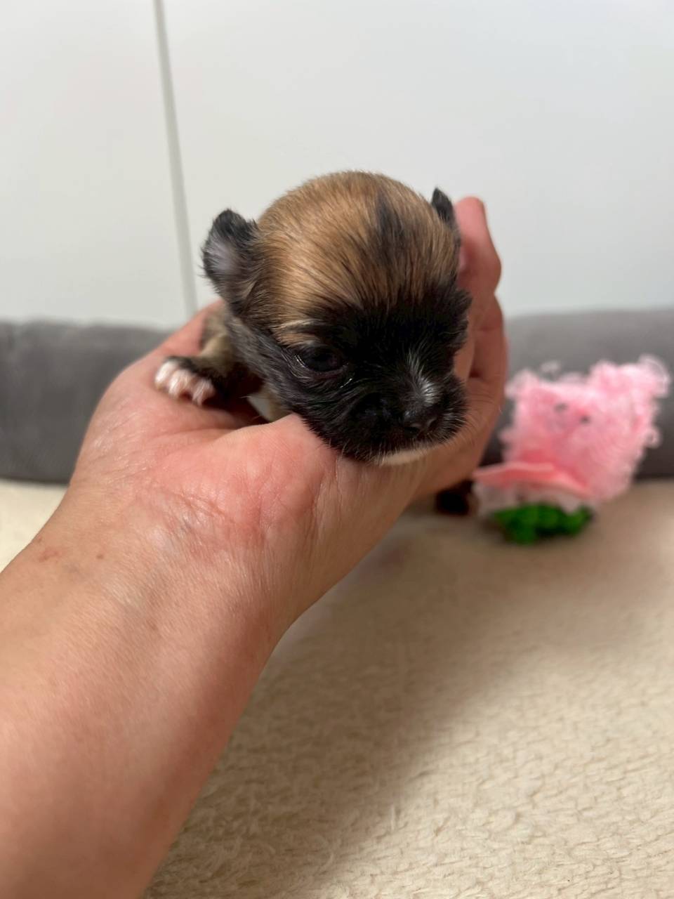 チワワ（ロングコート）ご家族様が決まりました