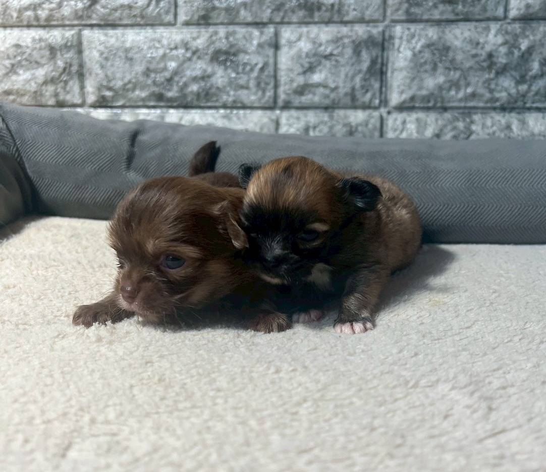 チワワ（ロングコート）ご家族様が決まりました