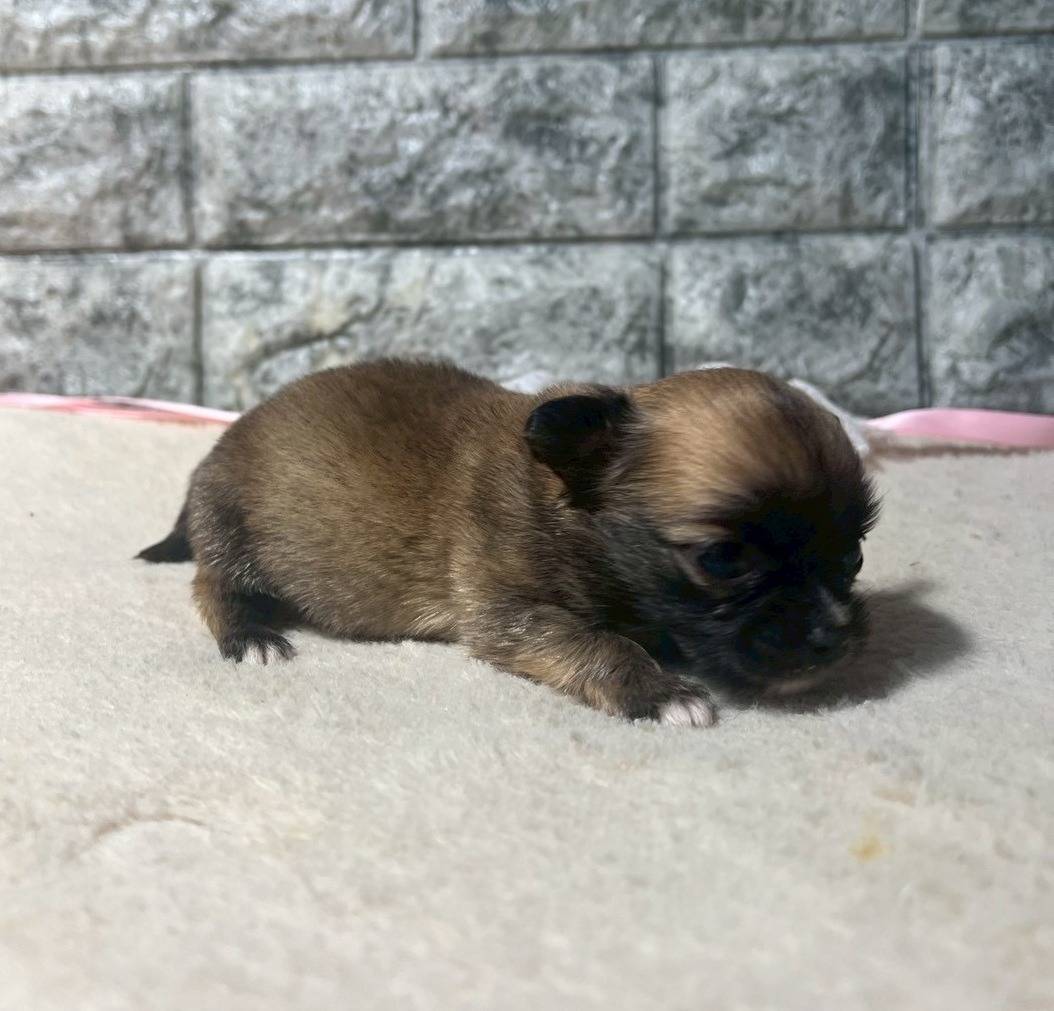 チワワ（ロングコート）ご家族様が決まりました