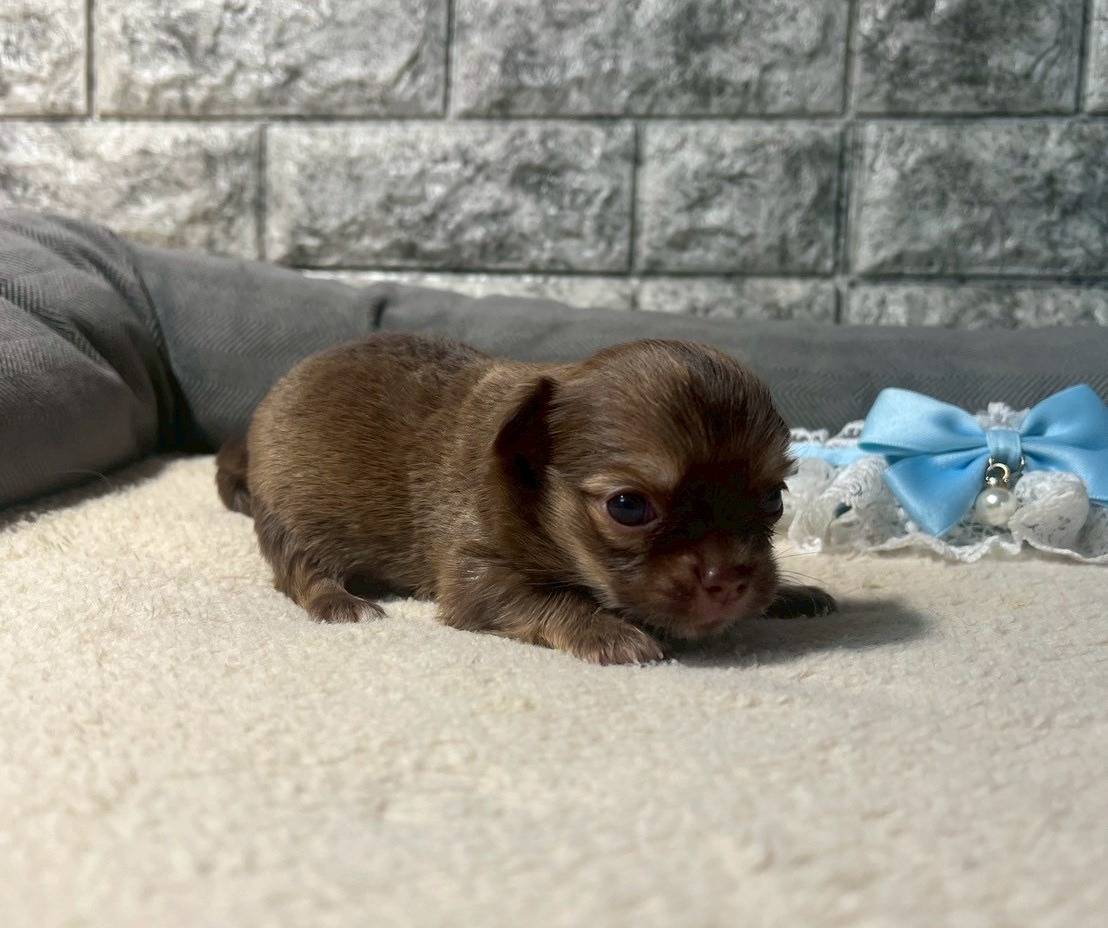 チワワ（ロングコート）ご家族様が決まりました