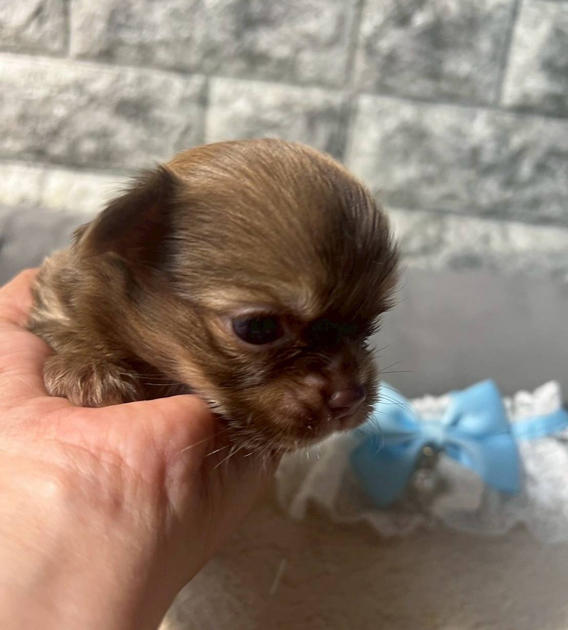 チワワ（ロングコート）ご家族様が決まりました