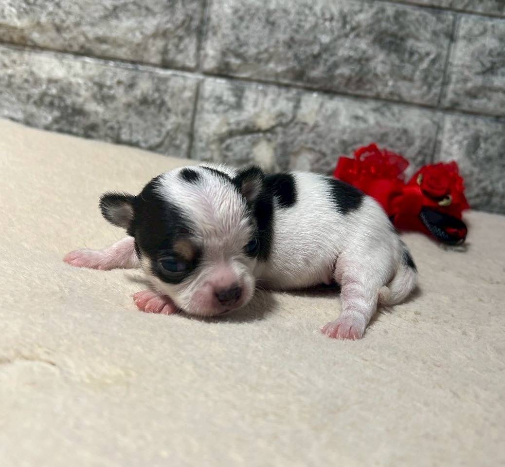 チワワ（スムース）ご家族様が決まりました