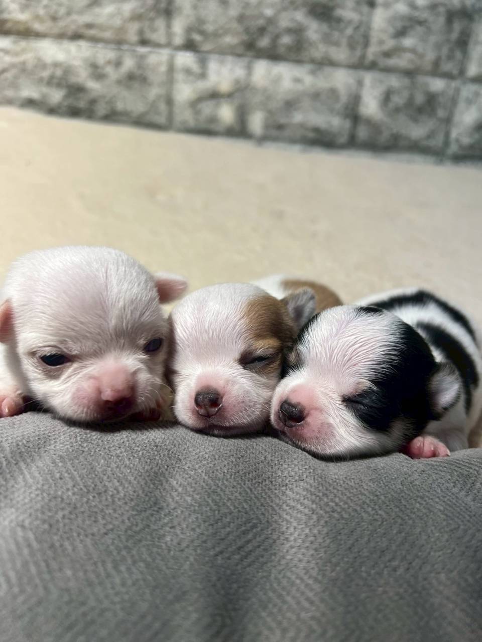 チワワ（スムース）ご家族様が決まりました