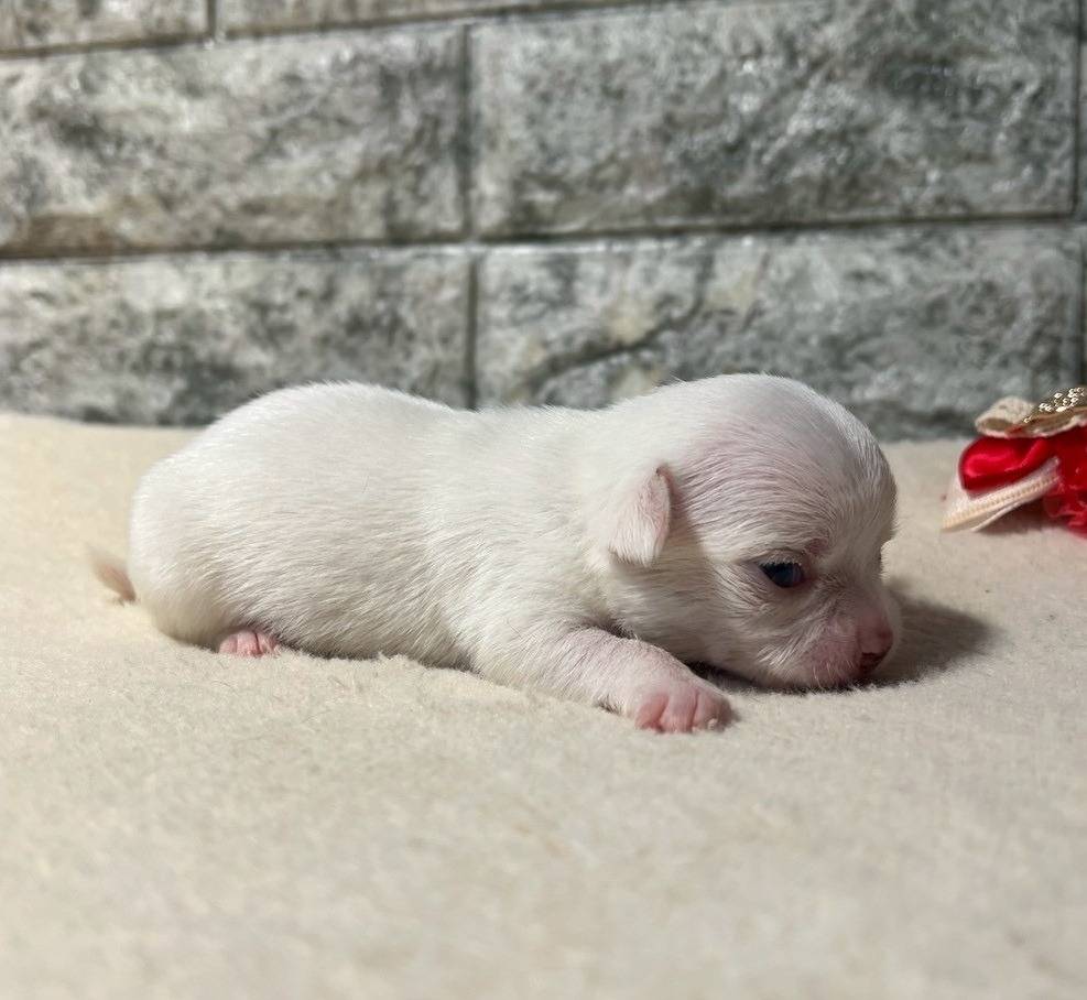 チワワ（スムース）ご家族様が決まりました