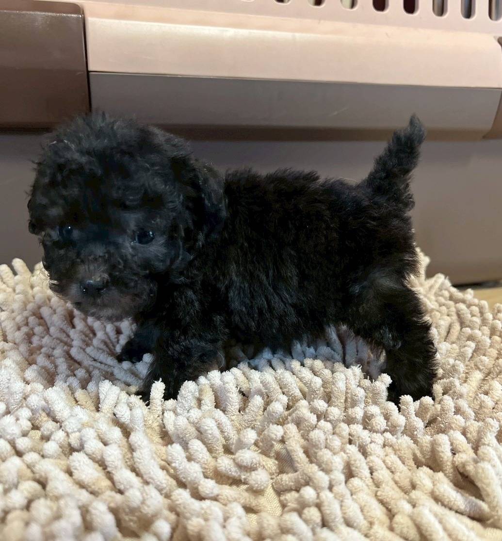 トイプードル　ご家族さま募集しております。