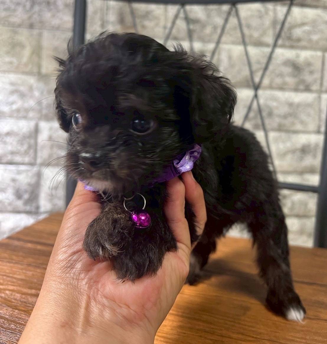 チワプー（チワワ×トイプードル）ご家族様が決まりました。