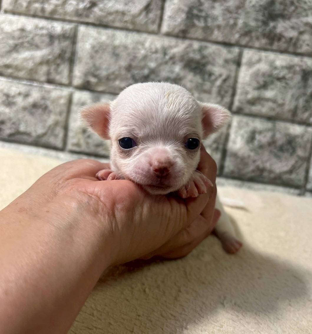 チワワ（スムース）ご家族様が決まりました