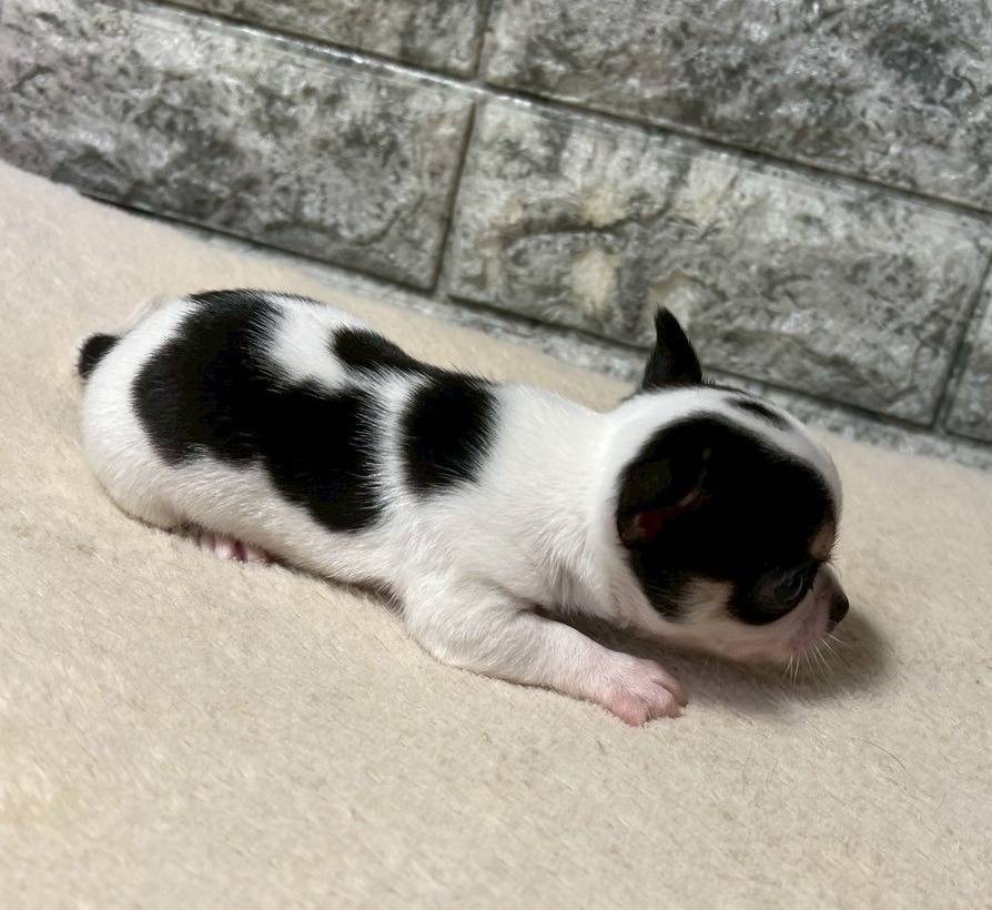 チワワ（スムース）ご家族様が決まりました