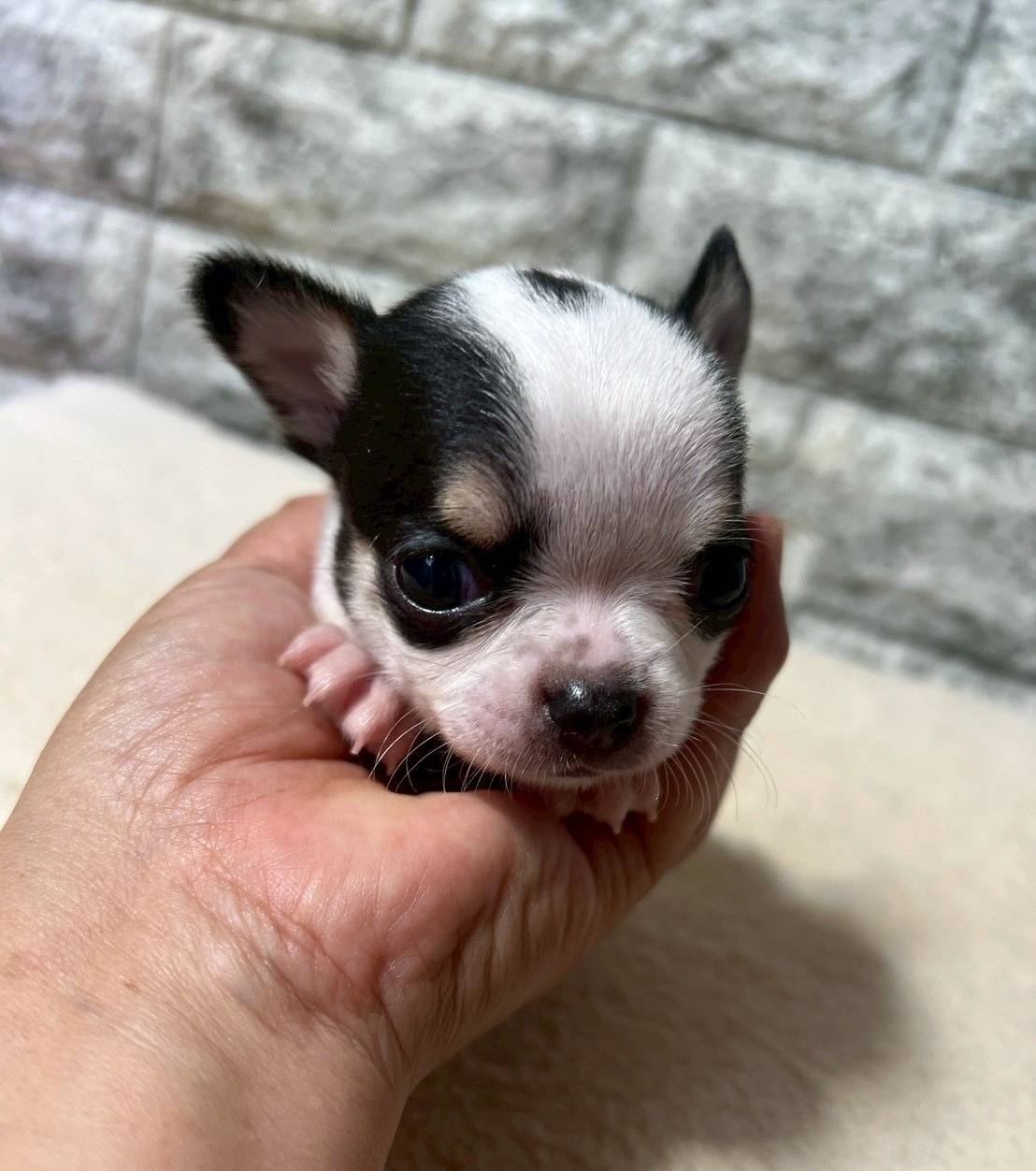 チワワ（スムース）ご家族様が決まりました