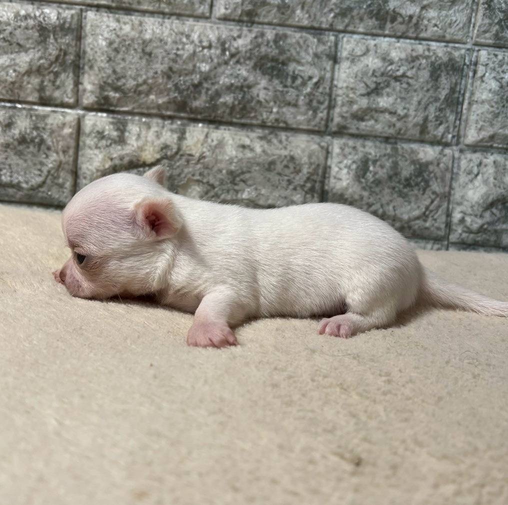 チワワ（スムース）ご家族様が決まりました