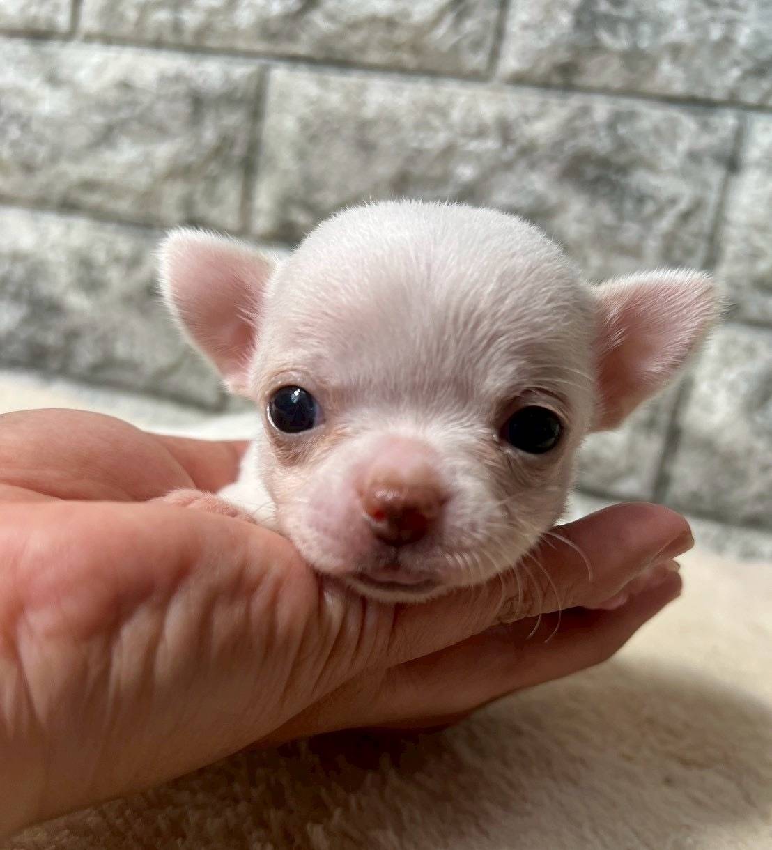 チワワ（スムース）ご家族様が決まりました