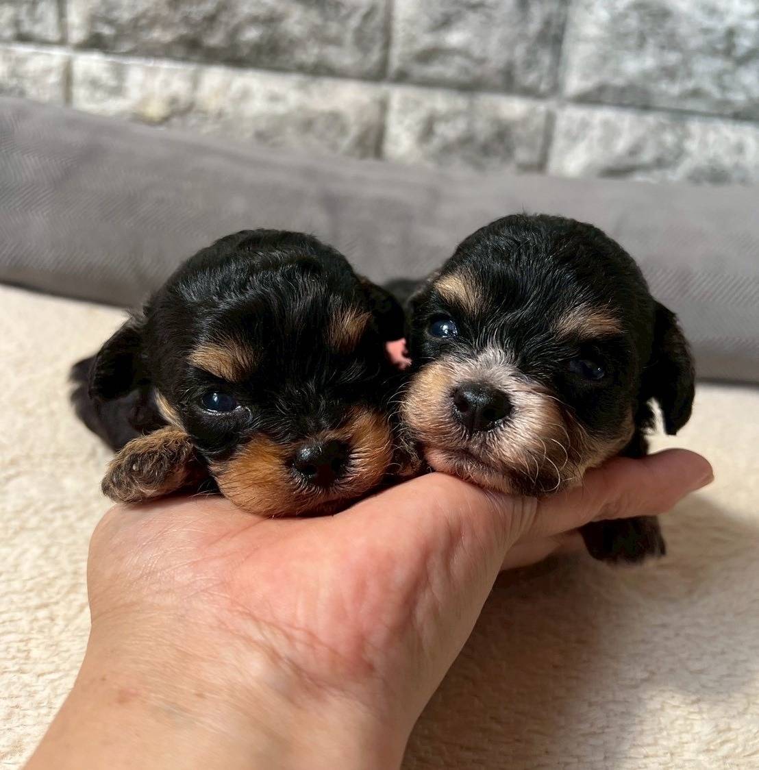 チワプー（チワワ×トイプードル）ご家族様が募集中です。