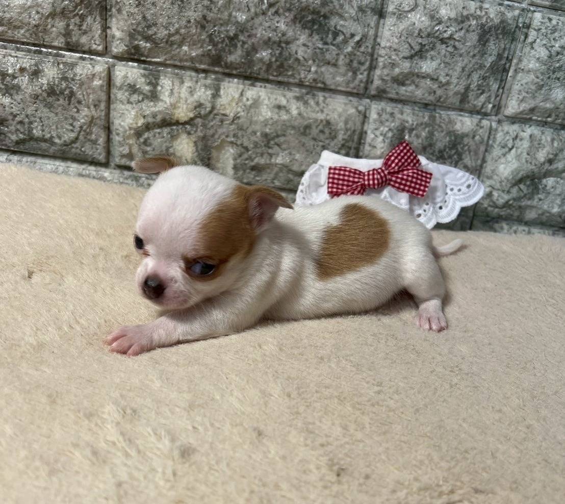 チワワ（スムース）ご家族様が決まりました