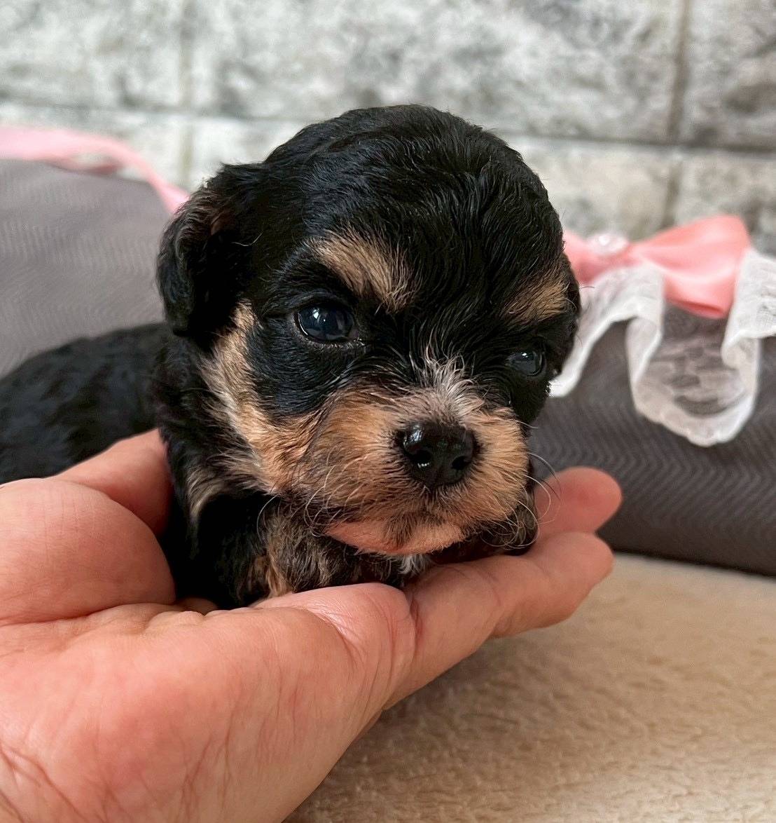 チワプー（チワワ×トイプードル）ご家族様が募集中です。