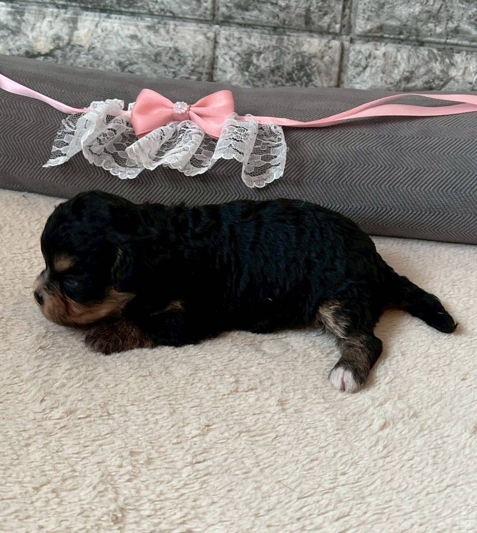 チワプー（チワワ×トイプードル）ご家族様が募集中です。