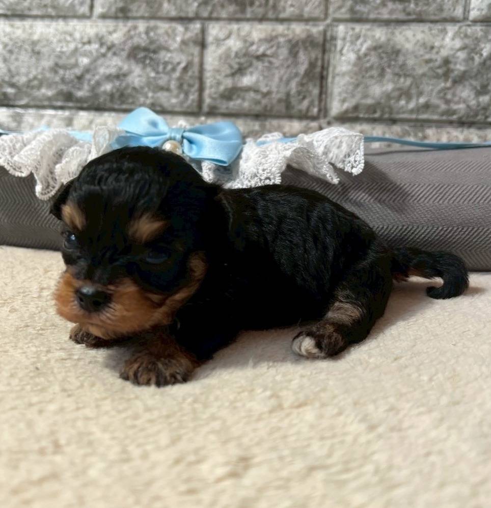 チワプー（チワワ×トイプードル）ご家族様が決まりました。