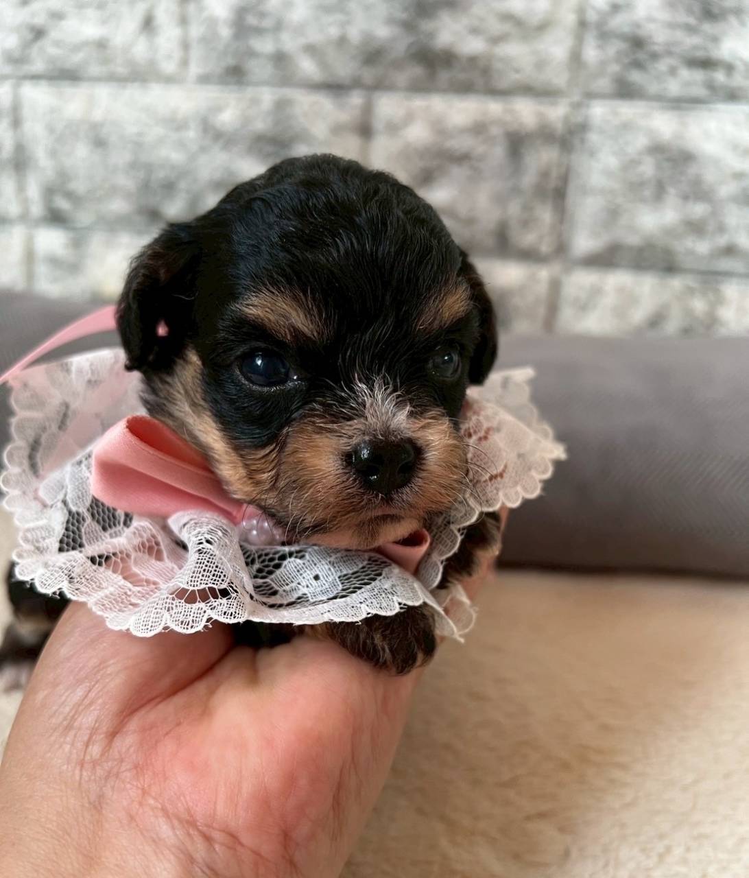 チワプー（チワワ×トイプードル）ご家族様が募集中です。