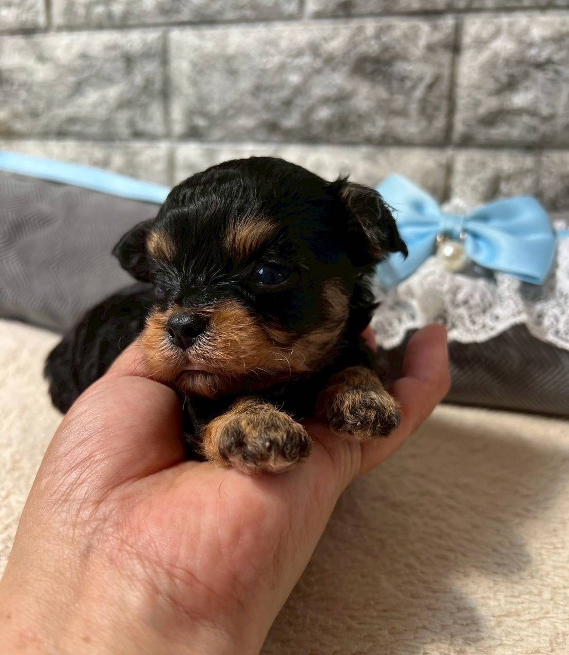 チワプー（チワワ×トイプードル）ご家族様が決まりました。