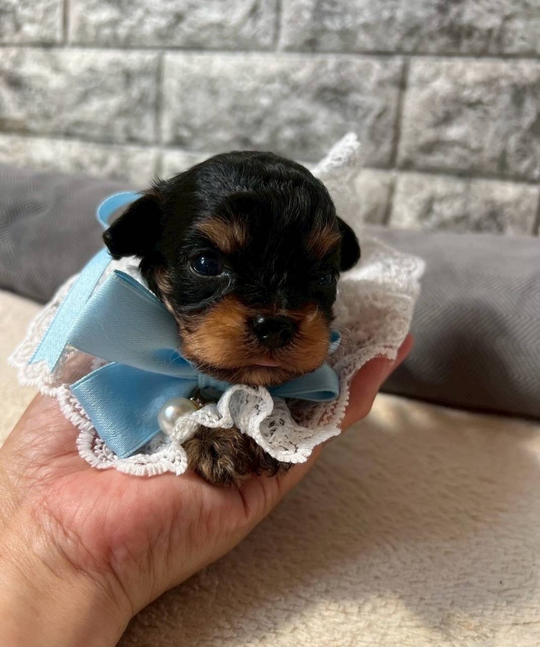 チワプー（チワワ×トイプードル）ご家族様が決まりました。