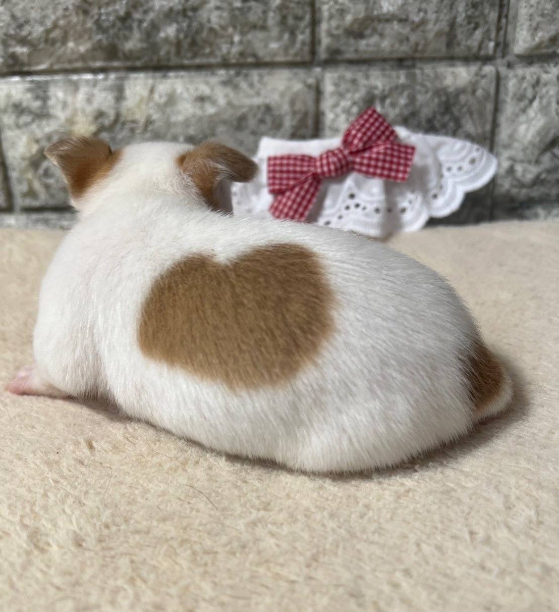 チワワ（スムース）ご家族様が決まりました