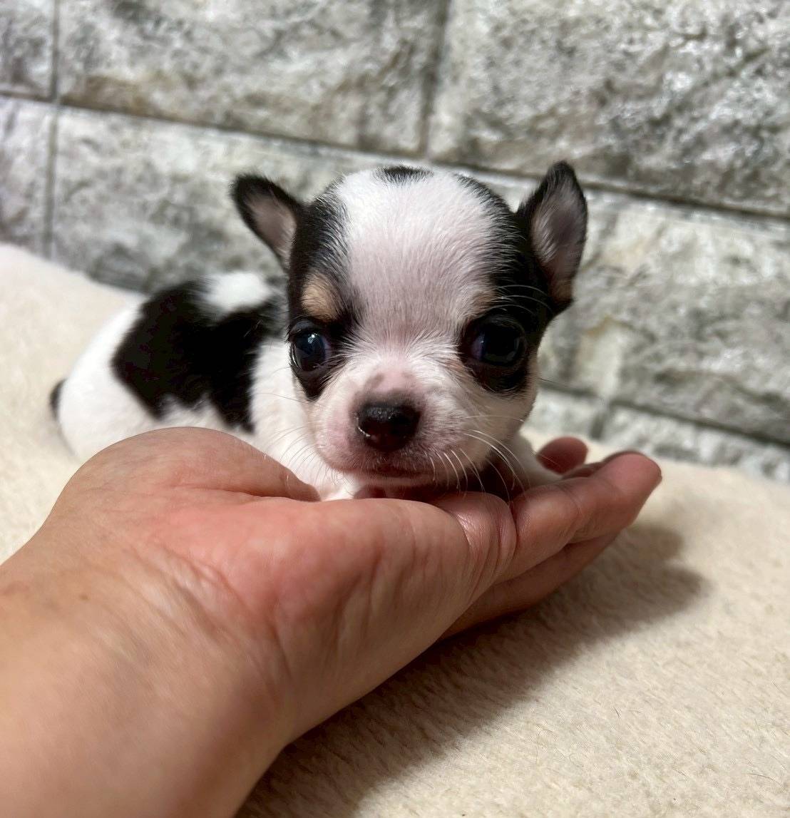 チワワ（スムース）ご家族様が決まりました