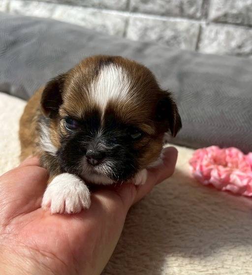 チワシーズー（チワワ×シーズー）ご家族様が決まりました