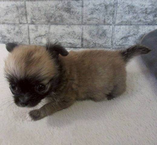 チワワ（ロングコート）ご家族様が決まりました