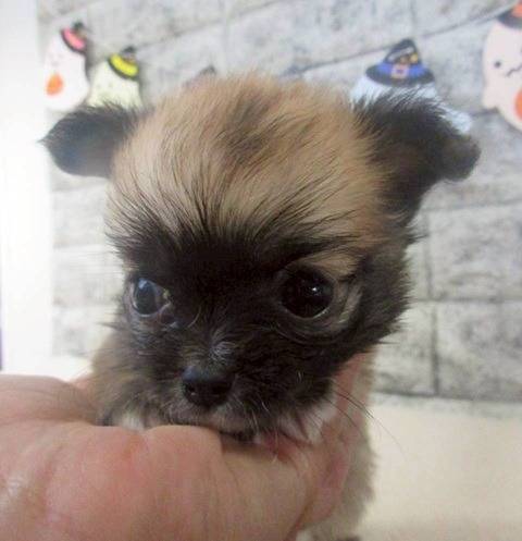 チワワ（ロングコート）ご家族様が決まりました