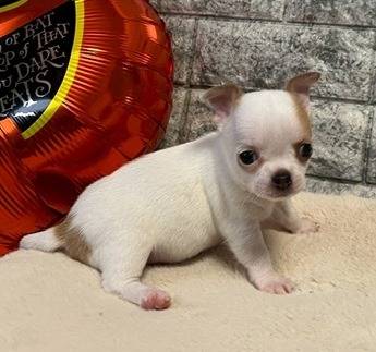 チワワ（スムース）ご家族様が決まりました