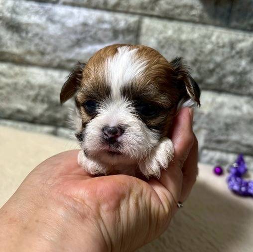 チワシーズー（チワワ×シーズー）ご家族様が決まりました